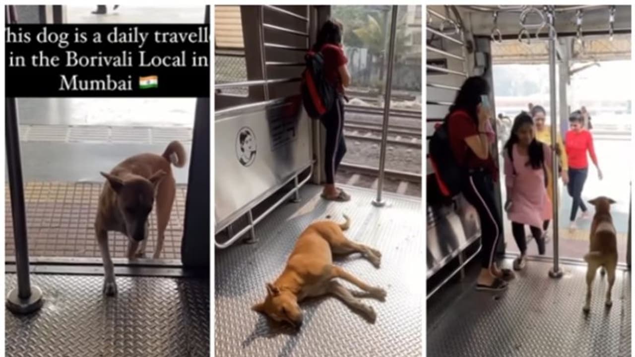 എല്ലാ ദിവസവും ഒരേ ലോക്കല്‍ ട്രയിനില്‍ യാത്ര ചെയ്യുന്ന നായ; വീഡിയോ വൈറല്‍ 