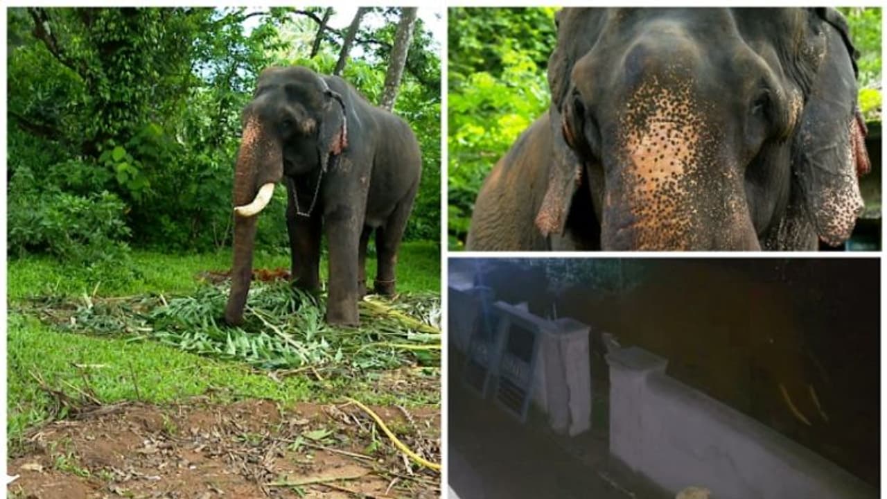 പാലക്കാട്ട് കാട്ടാനക്കൂട്ടമിറങ്ങി, നാട്ടാനയെ ആക്രമിച്ചു പാലക്കാട്ട് കാട്ടാനക്കൂട്ടമിറങ്ങി, നാട്ടാനയെ ആക്രമിച്ചു