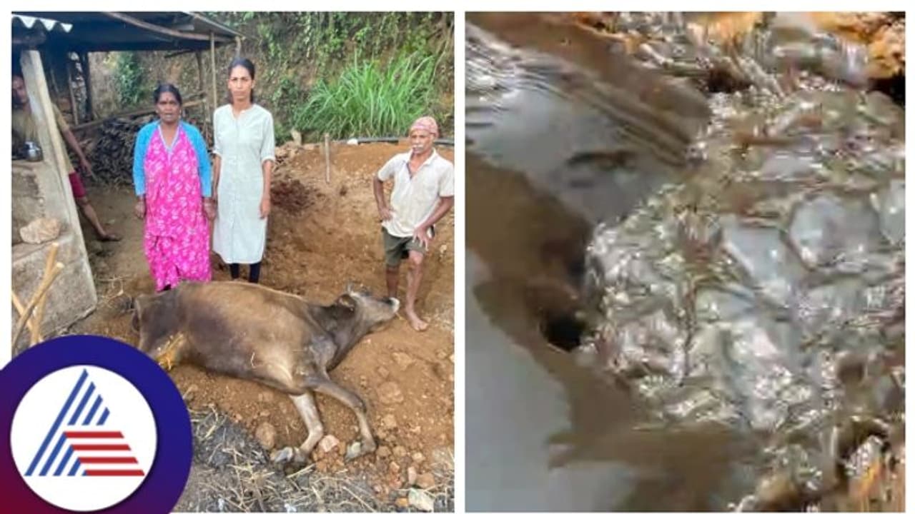 ಪ್ರಭಾವಿ ರಾಜಕಾರಣಿಯ ಕೆರೆ ಸ್ವಚ್ಛಗೊಳಿಸುವ ನೆಪಕ್ಕೆ ಕಲುಷಿತ ನೀರು ಕುಡಿದು ಜಾನುವಾರು ಸಾವು!