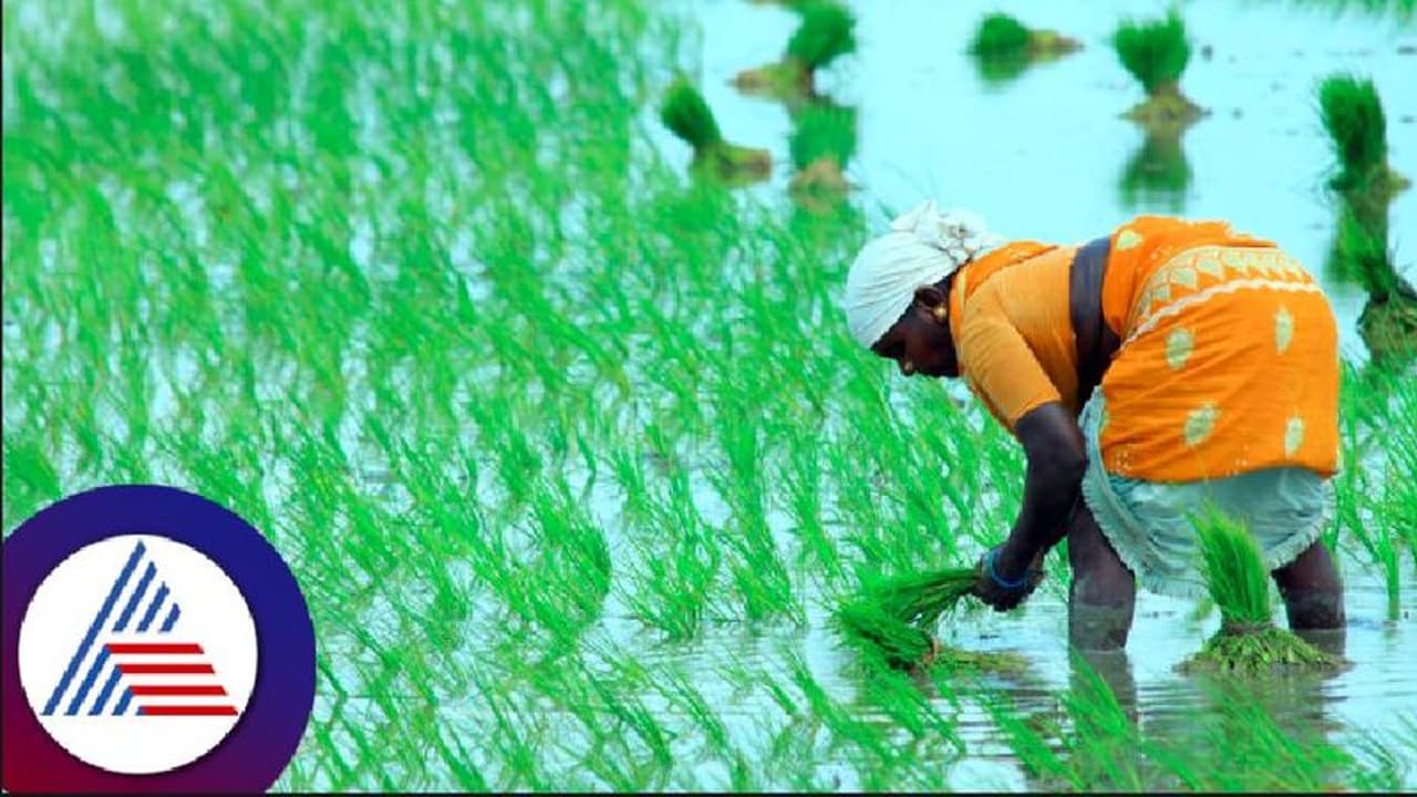 ಉತ್ತರ ಕನ್ನಡ: ಚುರುಕುಗೊಂಡ ಕೃಷಿ ಚಟುವಟಿಕೆ, ಬೀಜ, ರಸಗೊಬ್ಬರ ವಿತರಣೆಗೆ ಕೃಷಿ ಇಲಾಖೆ ತಯಾರಿ