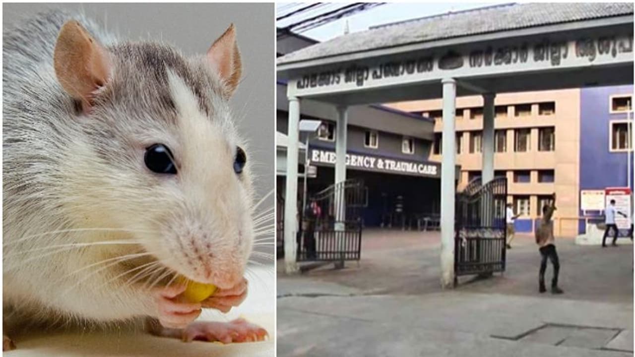 പാലക്കാട് ജില്ലാ ആശുപത്രിയിൽ 92.63 ലക്ഷം രൂപയുടെ എക്സ് റേ യൂണിറ്റ് എലി കരണ്ടു, നേരെയാക്കാൻ വേണം 30 ലക്ഷം! പാലക്കാട് ജില്ലാ ആശുപത്രിയിൽ 92.63 ലക്ഷം രൂപയുടെ എക്സ് റേ യൂണിറ്റ് എലി കരണ്ടു, നേരെയാക്കാൻ വേണം 30 ലക്ഷം!