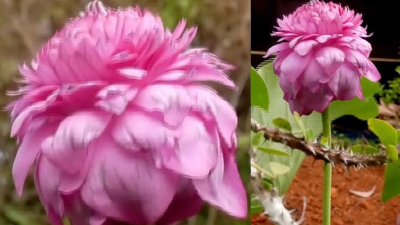 ഒരു മാസമെടുത്ത് വിരിഞ്ഞ ആയിരം ഇതളുള്ള 'അപൂർവ്വത', ഹരീഷിനും രമ്യക്കും അതിരില്ലാത്ത ആഹ്ലാദം!