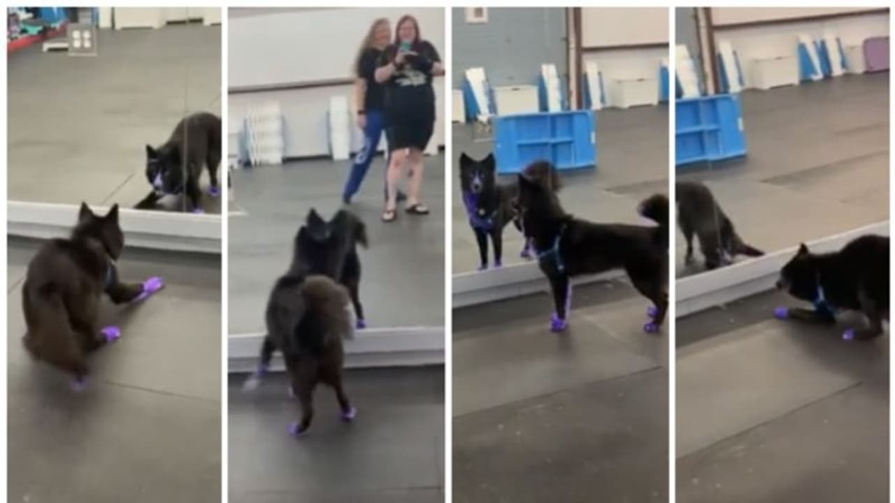 ആരാടാ നീ? സ്വന്തം പ്രതിബിംബം കണ്ണാടിയിൽ കണ്ട നായയുടെ പ്രതികരണം, ചിരിച്ച് മറിഞ്ഞ് നെറ്റിസണ്‍സ് 