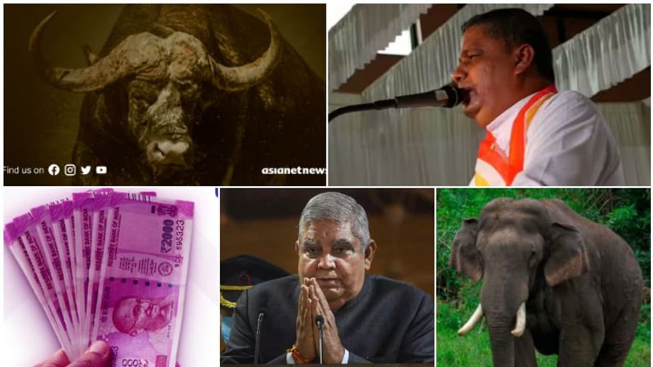 പാംപ്ലാനി ബിഷപ്പും വിവാദവും, കാട്ടുപോത്തിനെ എന്തുചെയ്യും; 2000 മാറാൻ എന്തുചെയ്യണം, ധൻകർ കേരളത്തിൽ: 10 വാർത്ത