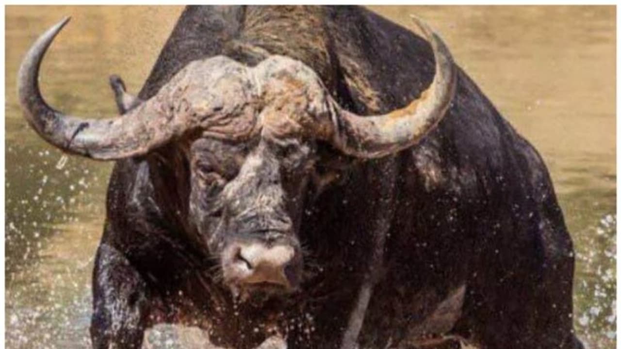 വീണ്ടും കാട്ടുപോത്തിന്റെ ആക്രമണം, കോതമംഗലം മഞ്ചപ്പാറയിൽ അഞ്ചംഗ സംഘത്തെ ആക്രമിച്ചു, ഒരാൾക്ക് പരിക്ക് വീണ്ടും കാട്ടുപോത്തിന്റെ ആക്രമണം, കോതമംഗലം മഞ്ചപ്പാറയിൽ അഞ്ചംഗ സംഘത്തെ ആക്രമിച്ചു, ഒരാൾക്ക് പരിക്ക്