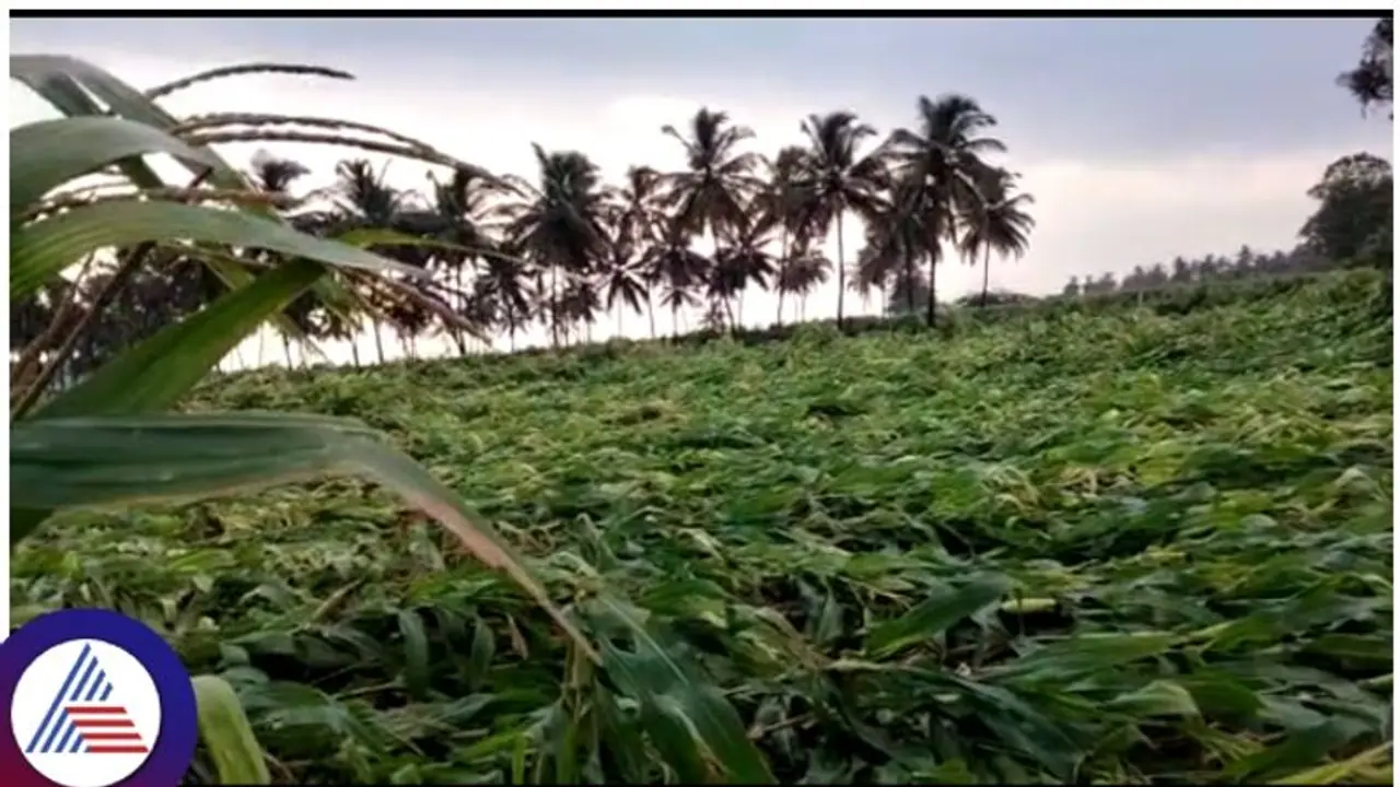 ఏపీలో ఒక్కసారిగా మారిన వాతావరణం.. పలు జిల్లాల్లో గాలివాన బీభత్సం ఏపీలో ఒక్కసారిగా మారిన వాతావరణం.. పలు జిల్లాల్లో గాలివాన బీభత్సం