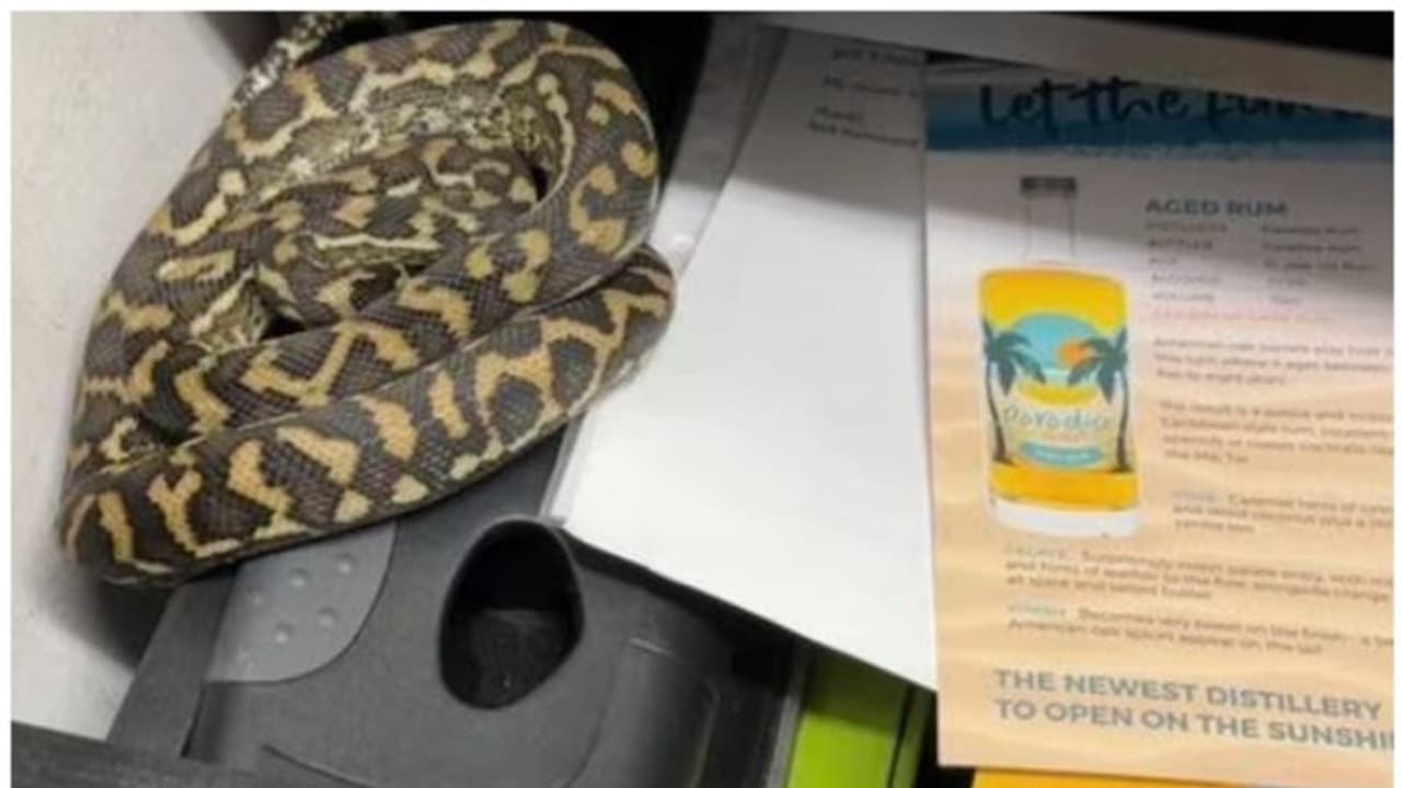  'ഹമ്പമ്പോ...' ; ബാര്‍ മാനേജർ മേശയുടെ ഡ്രോയർ തുറന്നപ്പോൾ കണ്ടത് പെരുമ്പാമ്പിനെ ; വീഡിയോ കാണാം 