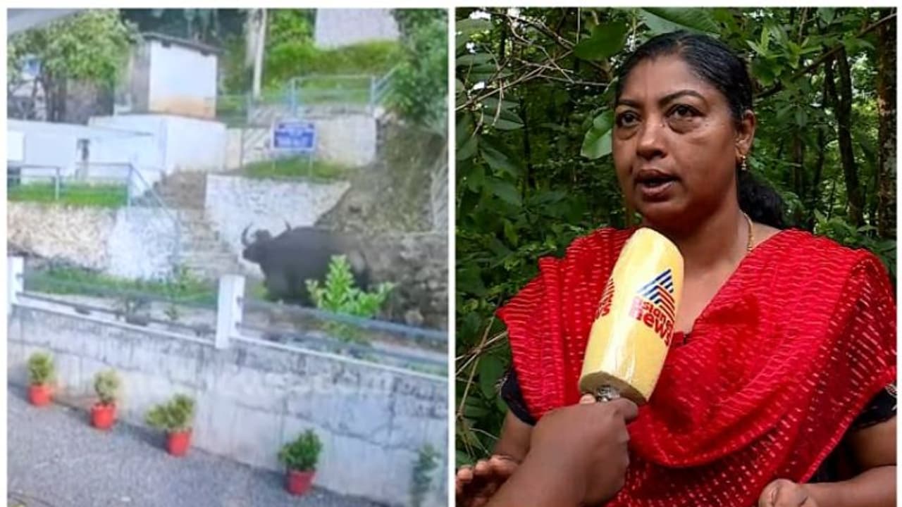 കണമല കാട്ടുപോത്ത് ആക്രമണം; വനംവകുപ്പ് ജനങ്ങളെ വിഡ്ഢികളാക്കുന്നെന്ന് എരുമേലി പഞ്ചായത്ത് പ്രസിഡന്റ് കണമല കാട്ടുപോത്ത് ആക്രമണം; വനംവകുപ്പ് ജനങ്ങളെ വിഡ്ഢികളാക്കുന്നെന്ന് എരുമേലി പഞ്ചായത്ത് പ്രസിഡന്റ്