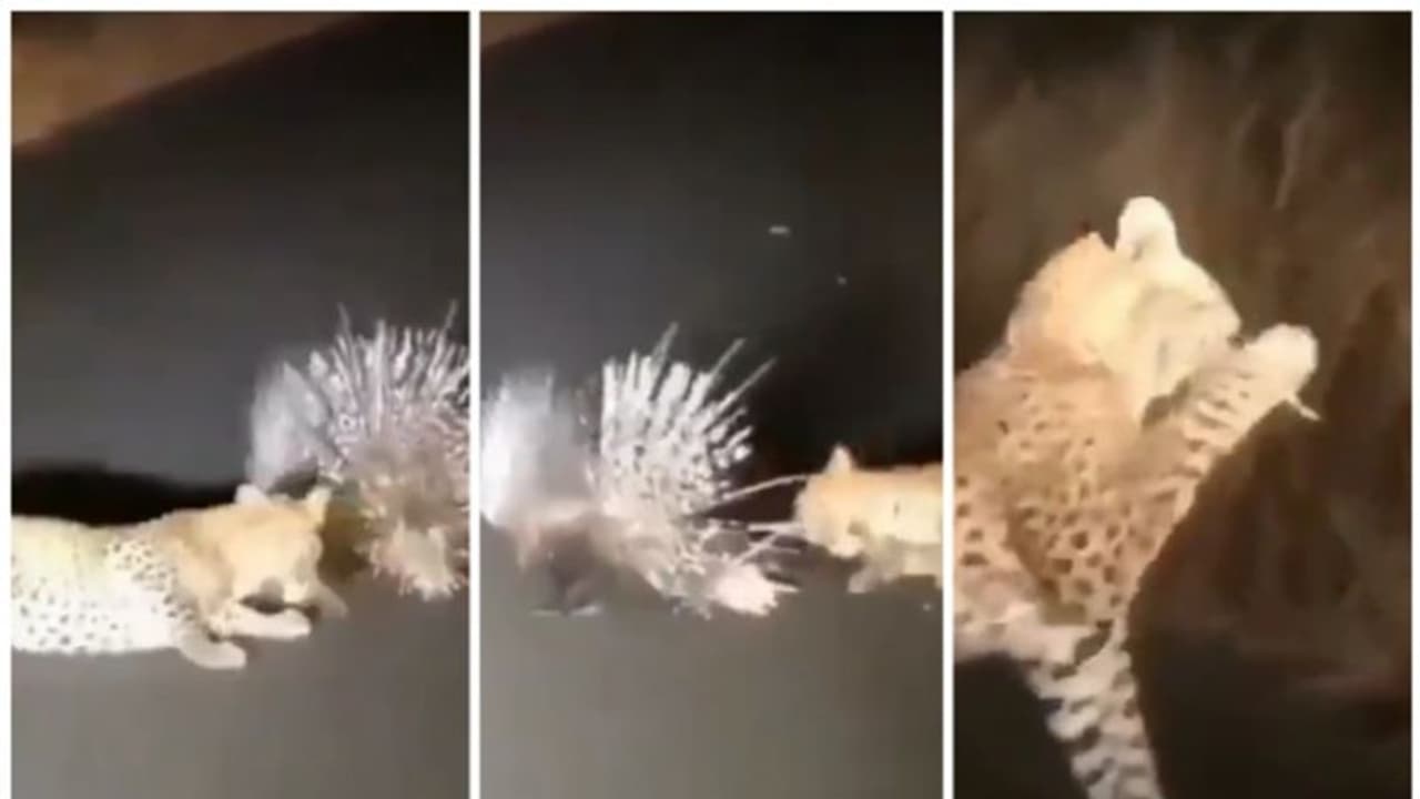 മുള്ളന്‍ പന്നിയെ വേട്ടയാടാന്‍ ശ്രമിച്ച് പണി വാങ്ങി പുള്ളിപ്പുലി; വൈറല്‍ വീഡിയോ