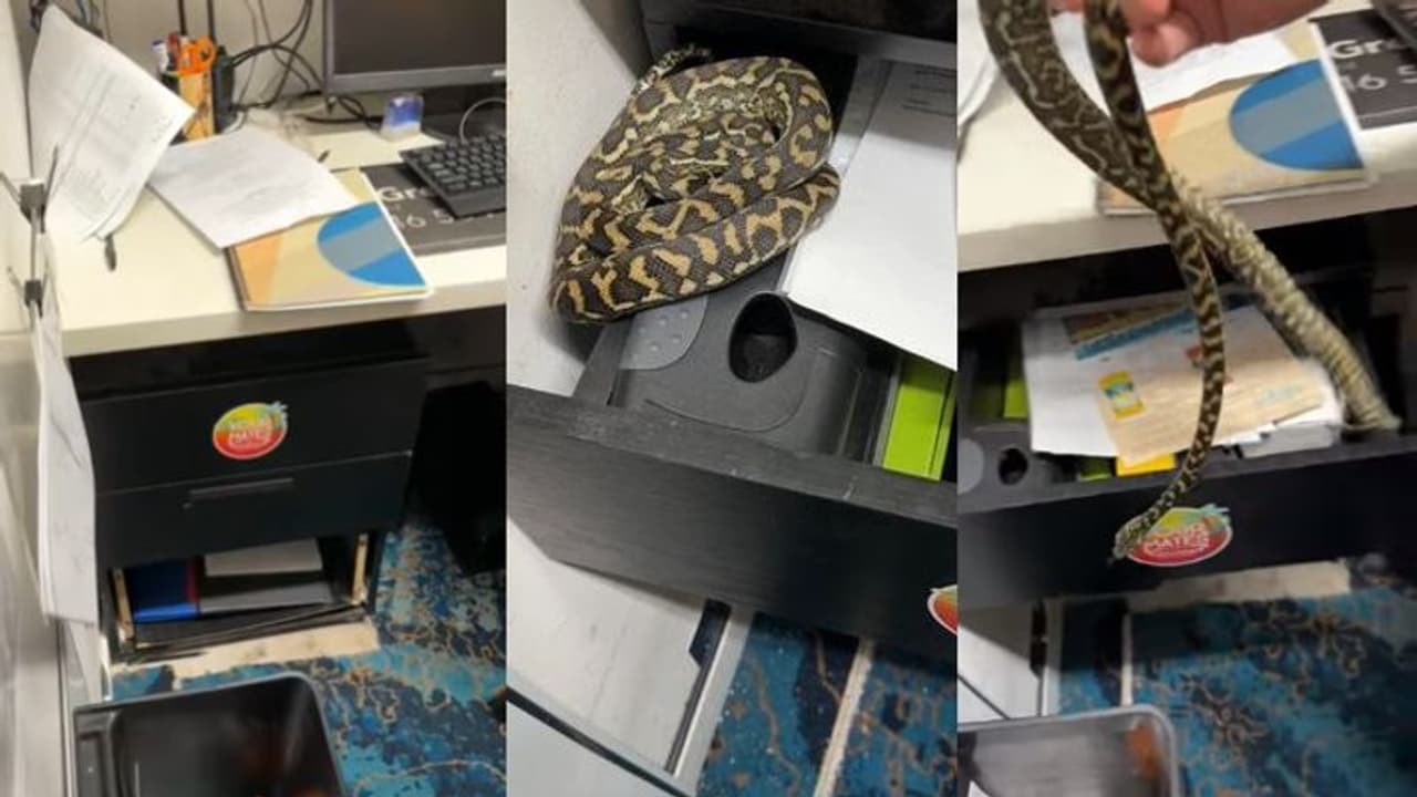 ಡ್ರಾಯರ್ ಎಳೆದ ಮ್ಯಾನೇಜರ್‌ಗೆ ಶಾಕ್ ನೀಡಿದ ಸ್ನೇಕ್: ವೈರಲ್ ವೀಡಿಯೋ