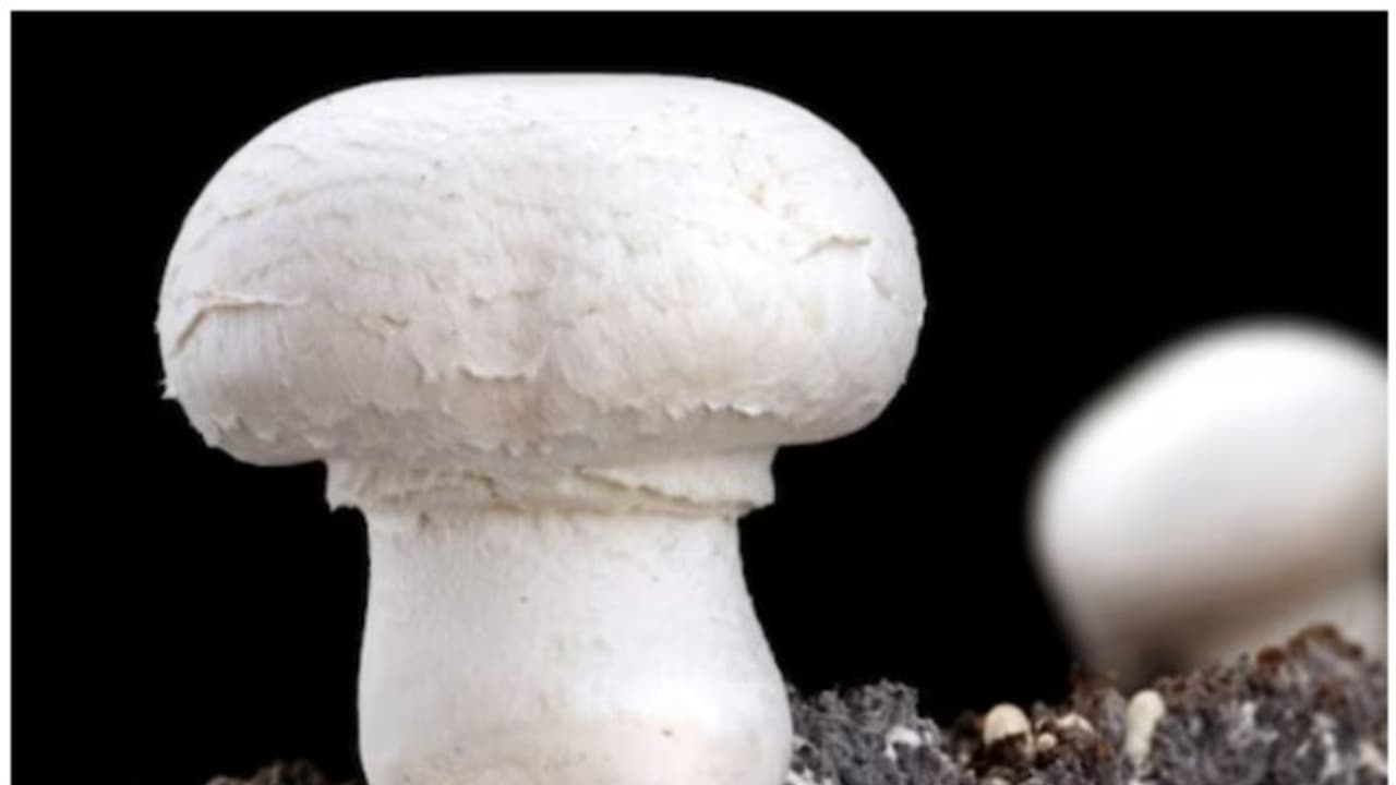 പ്ലാസ്റ്റിക്കില്‍ നിന്നും രക്ഷപ്പെടുമോ ഭൂമി? പ്ലാസ്റ്റിക് ഭക്ഷിക്കുന്ന ഫംഗസുകളെ കണ്ടെത്തിയെന്ന് ചൈനീസ് ഗവേഷകര്