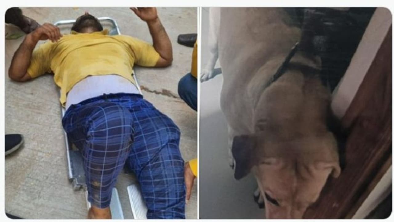 కుక్క దాడి నుంచి తప్పించుకునేందుకు మూడో అంతస్తు నుంచి దూకిన డెలివరీ ఏజెంట్.. హైదరాబాద్ లో ఘటన కుక్క దాడి నుంచి తప్పించుకునేందుకు మూడో అంతస్తు నుంచి దూకిన డెలివరీ ఏజెంట్.. హైదరాబాద్ లో ఘటన