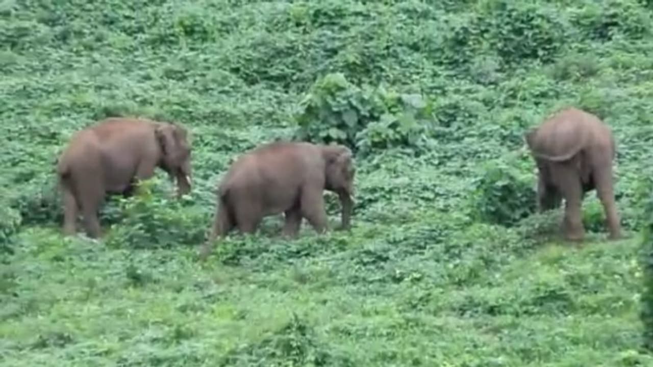 കൊമ്പിന്റെ നീളത്തില് മാത്രം ഇത്തിരി മാറ്റം; ഏഴാറ്റുമുഖത്ത് കണ്ടത് ഇരട്ടയാനകളെന്ന് വിലയിരുത്തല് കൊമ്പിന്റെ നീളത്തില് മാത്രം ഇത്തിരി മാറ്റം; ഏഴാറ്റുമുഖത്ത് കണ്ടത് ഇരട്ടയാനകളെന്ന് വിലയിരുത്തല്