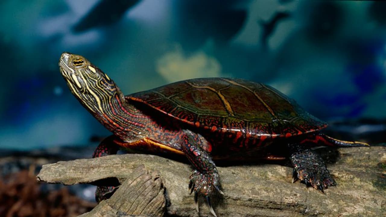 ಅದೃಷ್ಟ ತರುವ ಆಮೆ ಉಂಗುರ; ಧರಿಸಿದ್ರೆ ಸಂಪತ್ತು ಡಬಲ್, ಲೈಫ್ ಜಿಂಗಾಲಾಲ ಅದೃಷ್ಟ ತರುವ ಆಮೆ ಉಂಗುರ; ಧರಿಸಿದ್ರೆ ಸಂಪತ್ತು ಡಬಲ್, ಲೈಫ್ ಜಿಂಗಾಲಾಲ