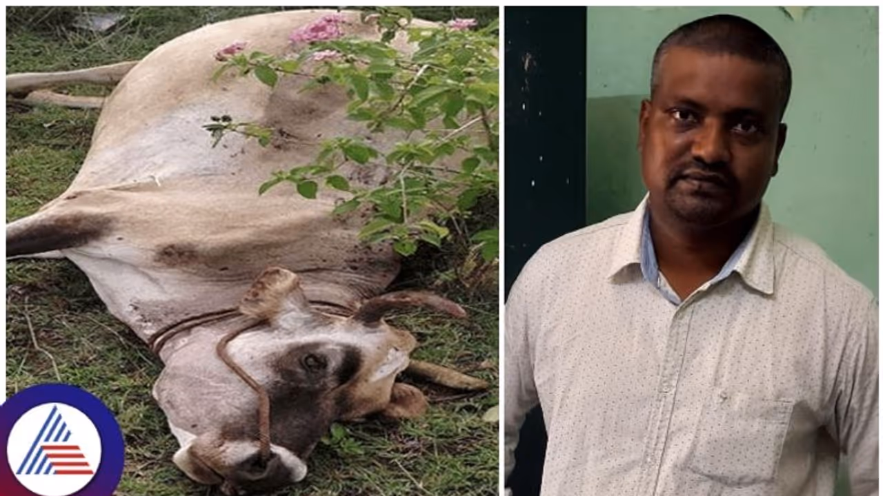 ಹಸುವಿನ ಪೋಸ್ಟ್‌ ಮಾರ್ಟಂಗೆ ಲಂಚ ಕೇಳಿ ಲೋಕಾಯುಕ್ತ ಬಲೆಗೆ ಬಿದ್ದ ಪಶುವೈದ್ಯ