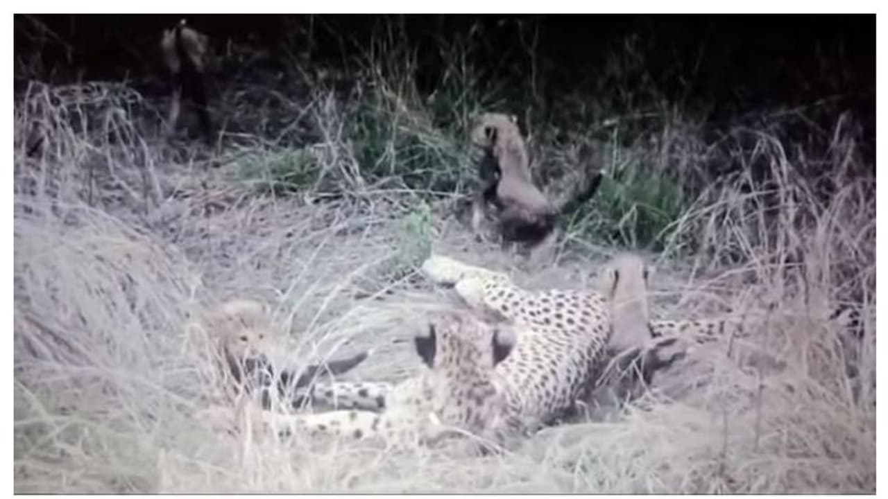 നിർജ്ജലീകരണമെന്ന് സംശയം; കുനോ ഉദ്യാനത്തിൽ ചീറ്റക്കുഞ്ഞ് ചത്തു നിർജ്ജലീകരണമെന്ന് സംശയം; കുനോ ഉദ്യാനത്തിൽ ചീറ്റക്കുഞ്ഞ് ചത്തു