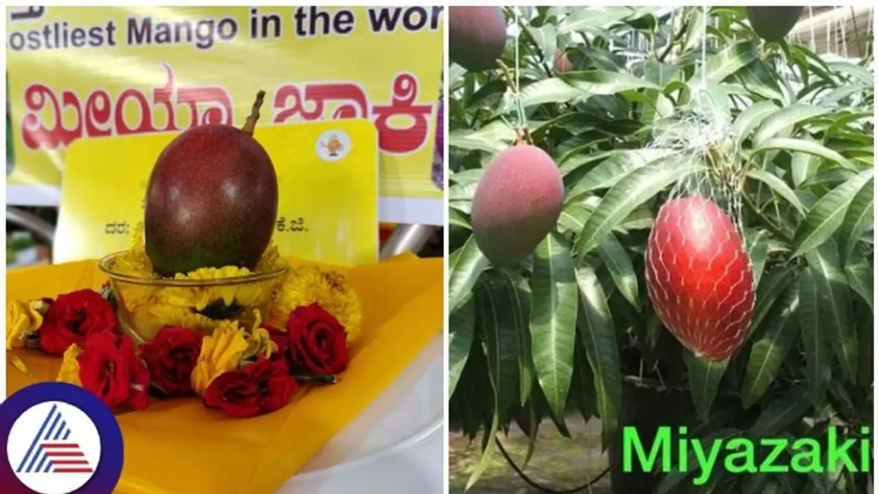 ಕೊಪ್ಪಳದ ಮಿಯಾಜಾಕಿ ಮಾವಿನ ಹಣ್ಣಿಗೆ 2.50 ಲಕ್ಷ ರೂ: ವಿಶ್ವದ ದುಬಾರಿ ಮಾವು ಕೊಪ್ಪಳದ ಮಿಯಾಜಾಕಿ ಮಾವಿನ ಹಣ್ಣಿಗೆ 2.50 ಲಕ್ಷ ರೂ: ವಿಶ್ವದ ದುಬಾರಿ ಮಾವು