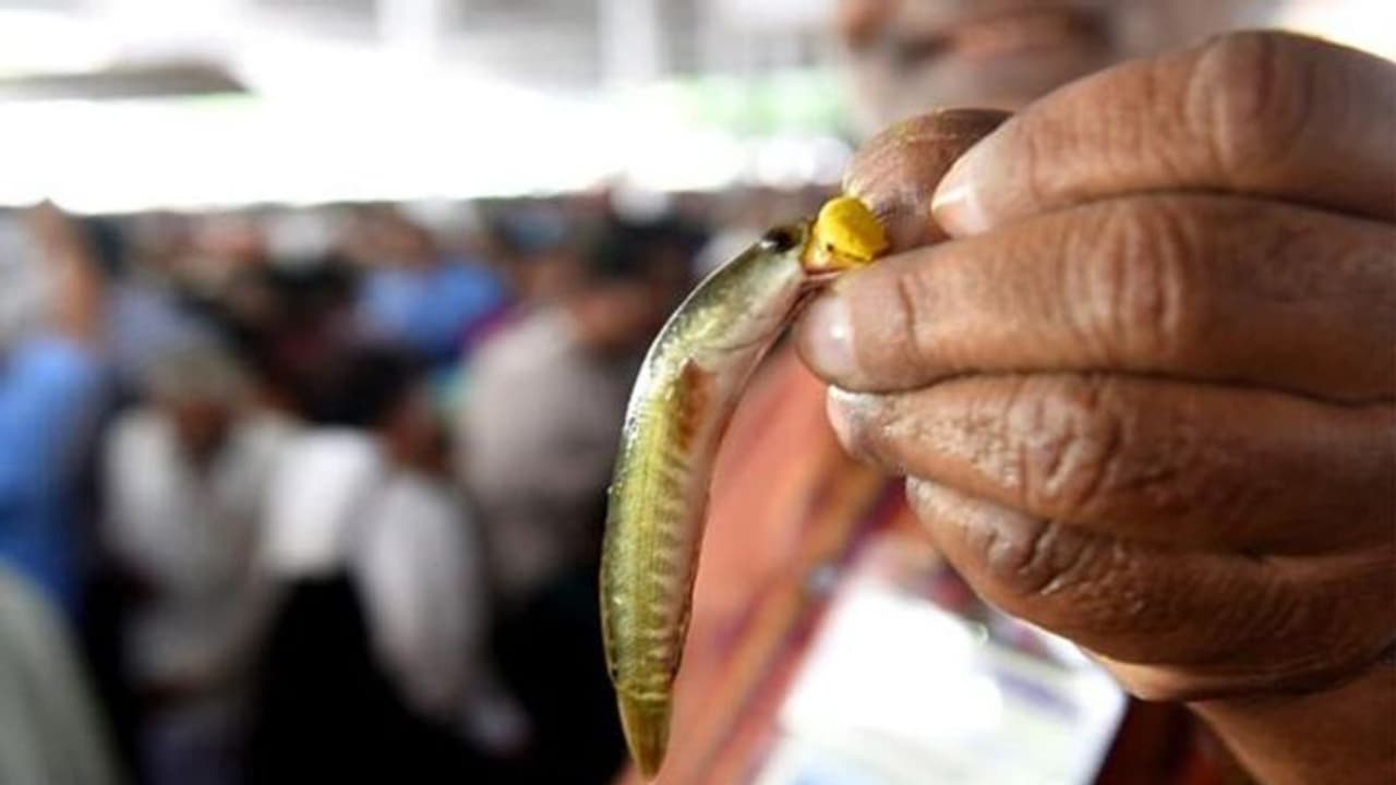 జూన్ 9న నాంపల్లి గ్రౌండ్స్‌లో చేప ప్రసాదం పంపిణీ 