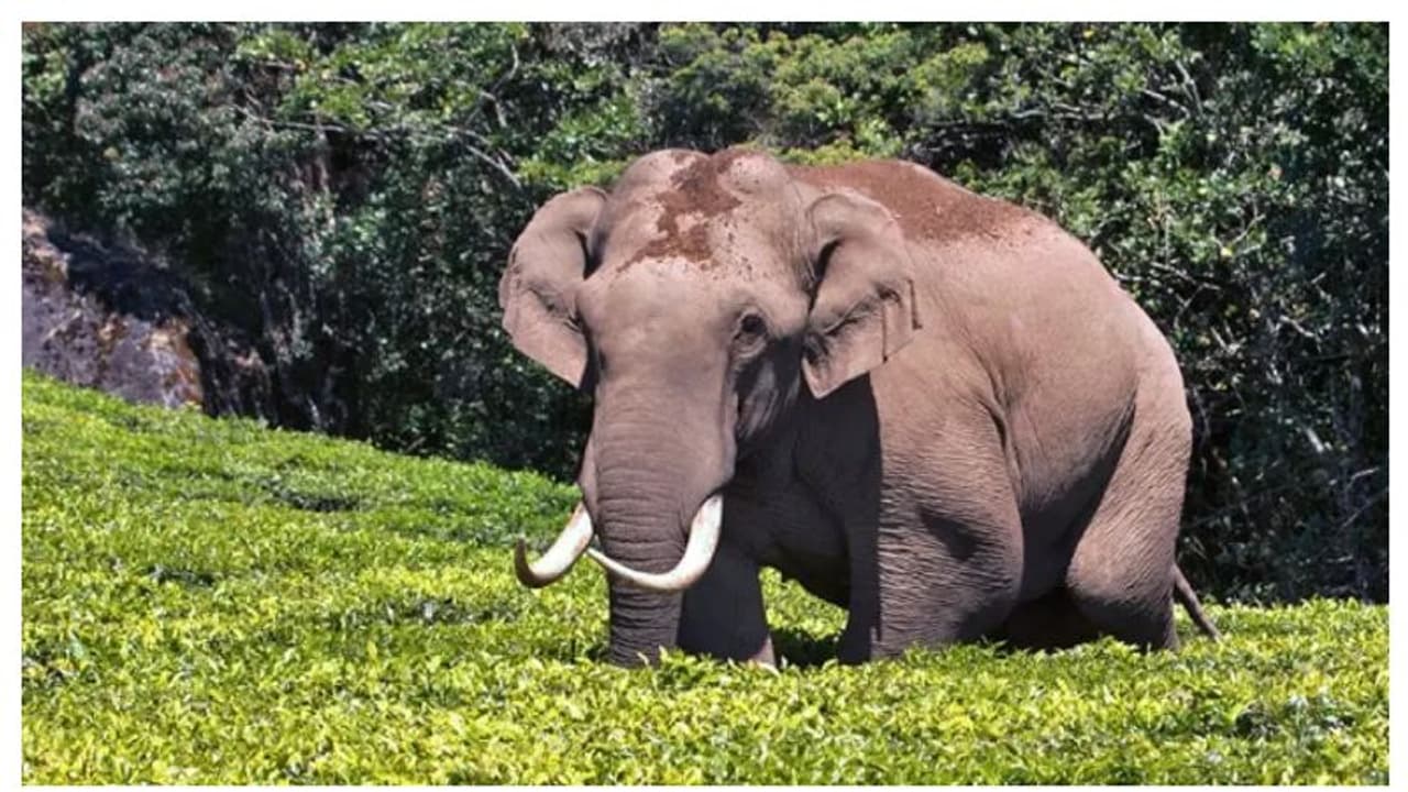 ഇടുക്കിയിൽ കാട്ടാനയെ കാറിടിച്ചു, യാത്രക്കാർക്ക് പരിക്ക്, ഇടിച്ചത് ചക്കക്കൊമ്പനെയാണോ എന്ന് സംശയം