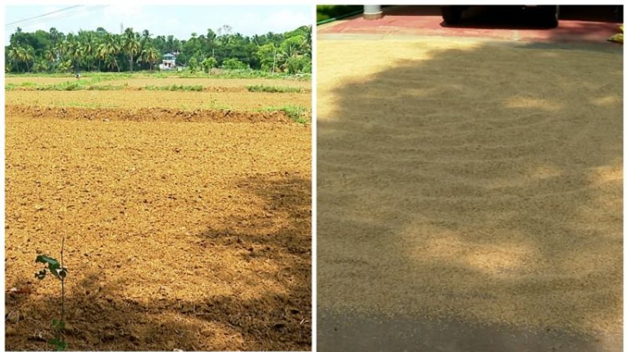 കരാർ പ്രകാരം കേരളത്തിനുള്ള വെള്ളം നൽകാതെ തമിഴ്നാട്, പാലക്കാട്ട് നെൽകൃഷി അവതാളത്തിൽ; കർഷകർ ആശങ്കയിൽ 