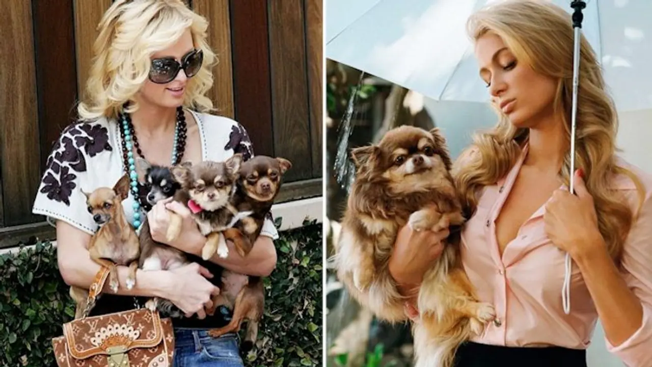 Paris Hilton in immense pain after her chihuahua dies at 23, read details here Paris Hilton in immense pain after her chihuahua dies at 23, read details here