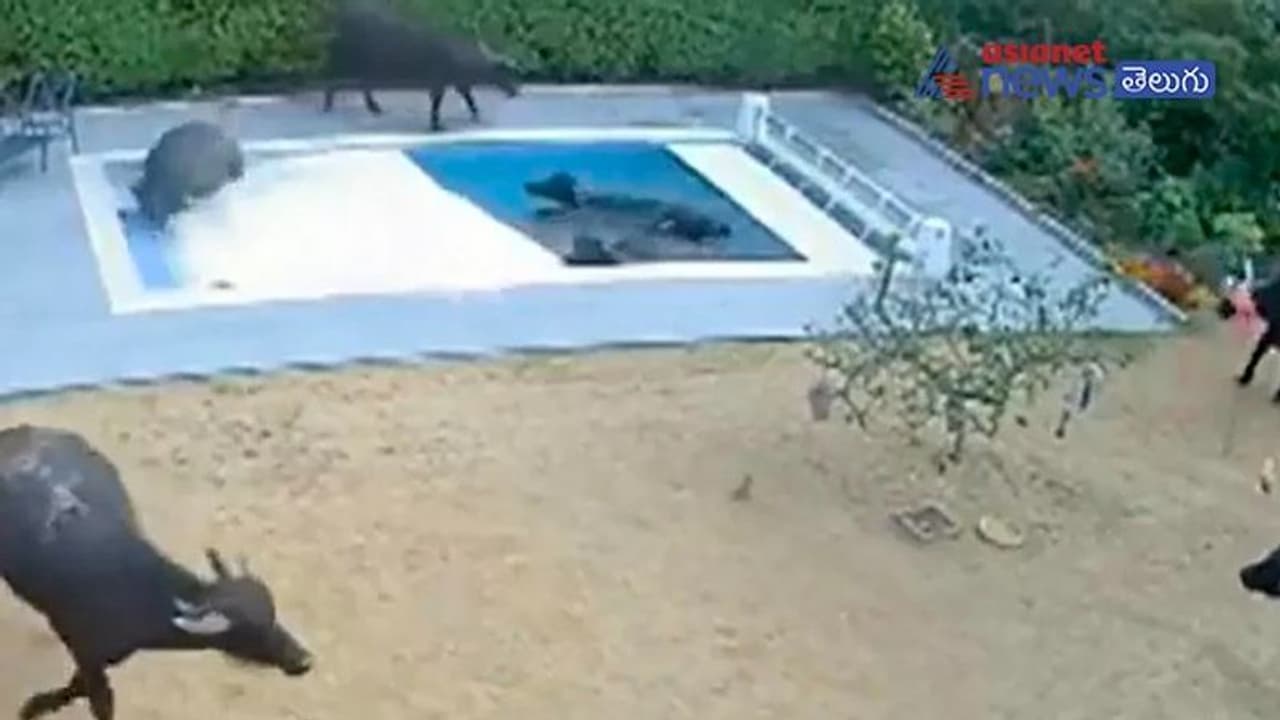 రూ.25లక్షల విలువచేసే స్విమ్మింగ్ పూల్ లో గేదెల జలకాలాటలు..! రూ.25లక్షల విలువచేసే స్విమ్మింగ్ పూల్ లో గేదెల జలకాలాటలు..!