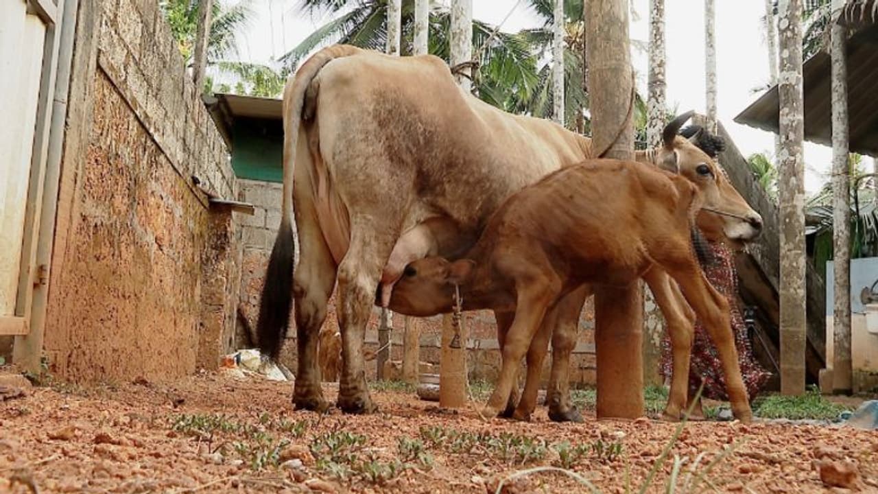 പശുക്കുട്ടികള്‍ക്ക് കുപ്പിപ്പാല്‍; സംഭരണം കൂട്ടാനായുള്ള മില്‍മയുടെ മില്‍ക്ക് റീപ്ലെയ്സര്‍ പദ്ധതിക്ക് വിമര്‍ശനം