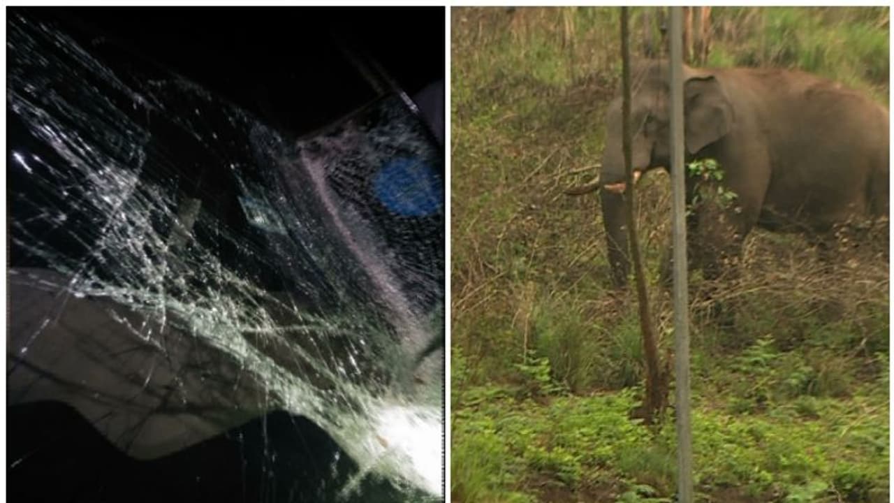 ഇടുക്കിയിൽ കാറിടിച്ച കാട്ടാനയ്ക്കായി തെരച്ചിൽ; അപകടത്തിൽപ്പെട്ടത് ചക്കക്കൊമ്പനെന്ന് നാട്ടുകാർ ഇടുക്കിയിൽ കാറിടിച്ച കാട്ടാനയ്ക്കായി തെരച്ചിൽ; അപകടത്തിൽപ്പെട്ടത് ചക്കക്കൊമ്പനെന്ന് നാട്ടുകാർ