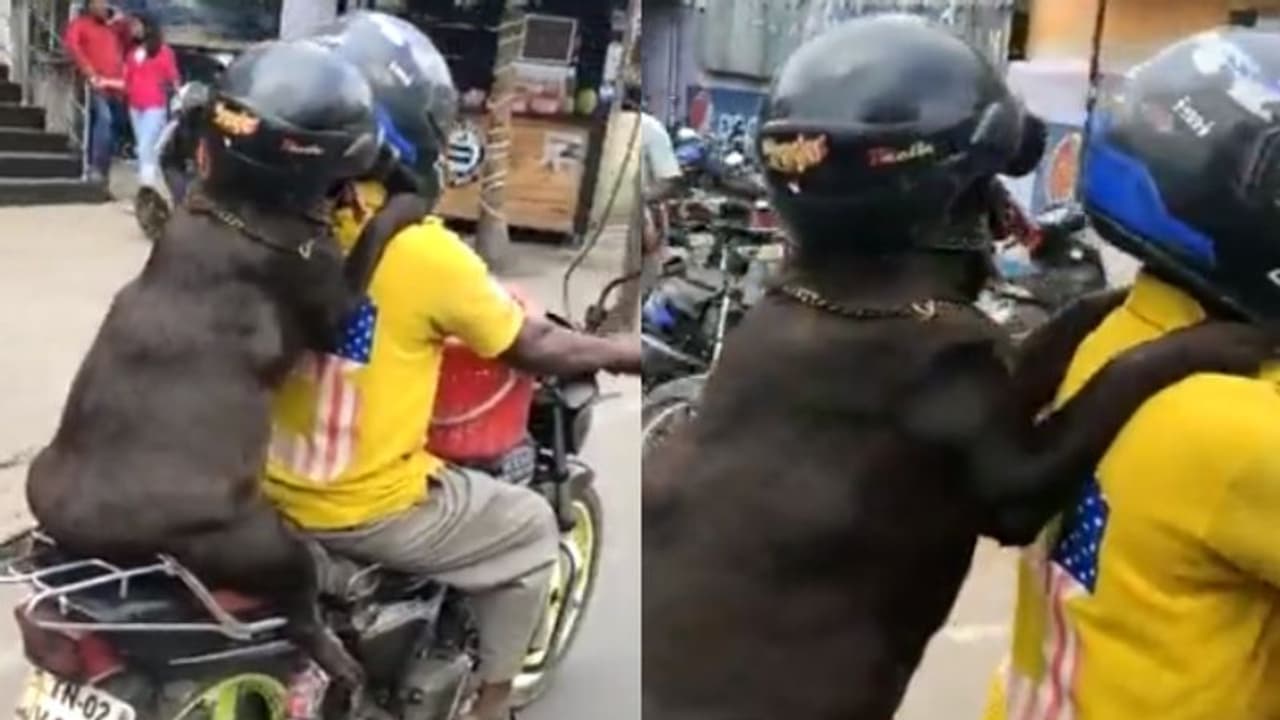 ആരാണ് ഹെല്‍മറ്റൊക്കെ വച്ച് ബൈക്കില്‍ പോകുന്നതെന്ന് നോക്കിക്കേ; വീഡിയോ...