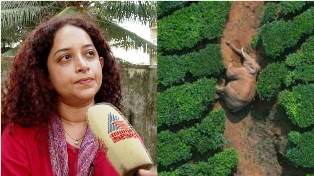 അരിക്കൊമ്പന്റെ പേരിൽ പണം പിരിച്ചിട്ടില്ല, തന്നെയും മീരാജാസ്മിനെയും അപകീർത്തിപ്പെടുത്താൻ ശ്രമം: സാറാ റോബിൻ അരിക്കൊമ്പന്റെ പേരിൽ പണം പിരിച്ചിട്ടില്ല, തന്നെയും മീരാജാസ്മിനെയും അപകീർത്തിപ്പെടുത്താൻ ശ്രമം: സാറാ റോബിൻ