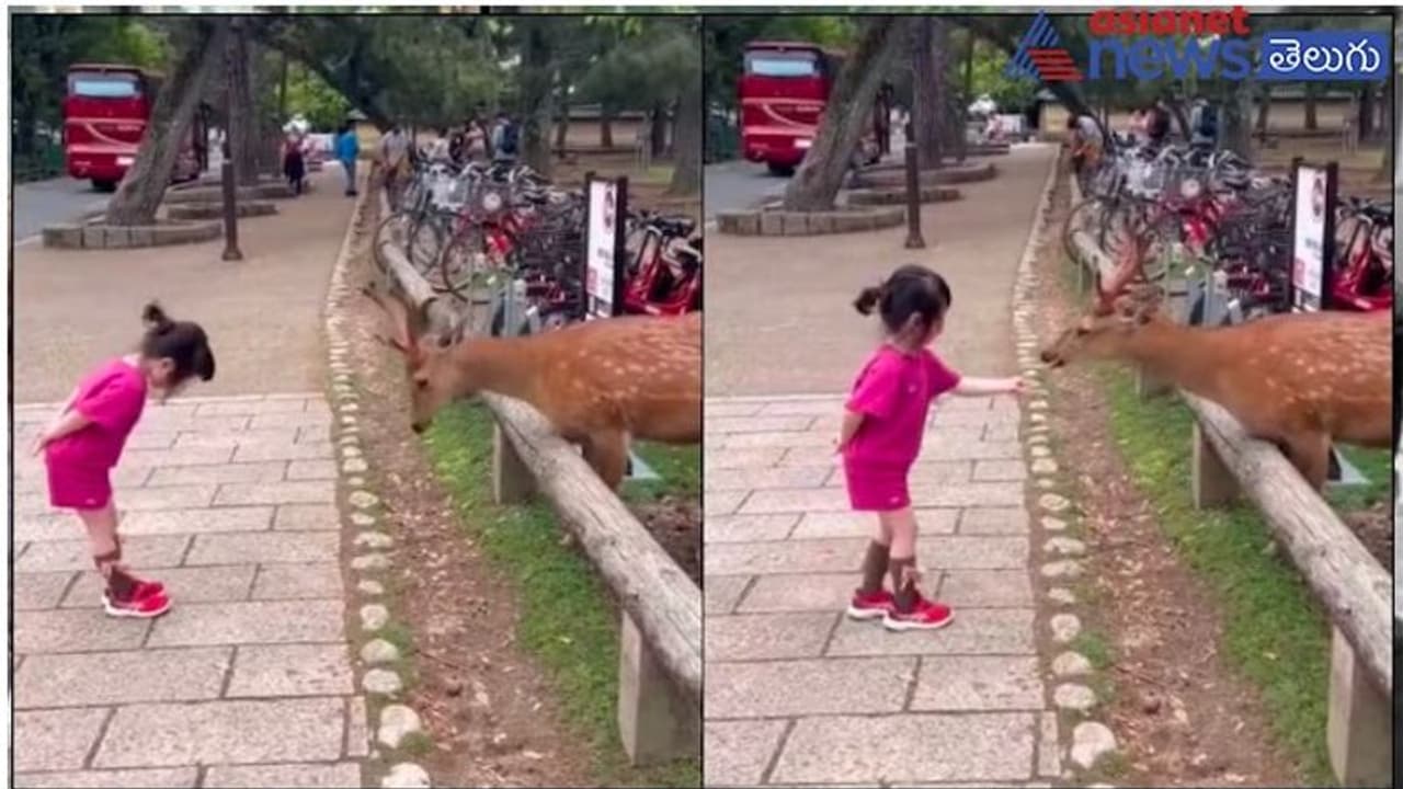 జింక కి ఆహారం తినిపించిన చిన్నారి.. నెటిజన్లు ఫిదా..! జింక కి ఆహారం తినిపించిన చిన్నారి.. నెటిజన్లు ఫిదా..!