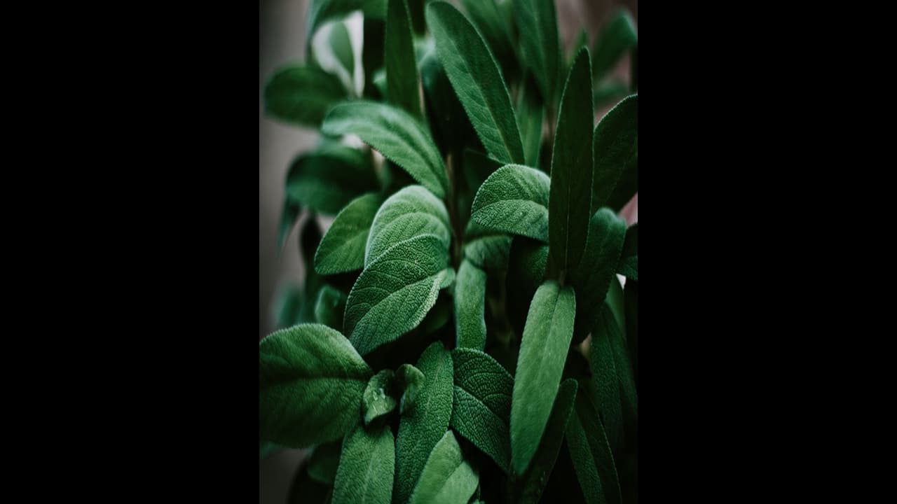 സസ്യങ്ങൾക്ക് സ്പർശനങ്ങളോട് പ്രതികരിക്കാനാകുമെന്ന് പഠനം