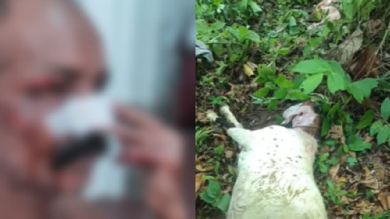 കോട്ടയം ചക്കാമ്പുഴയിൽ കുറുക്കന്റെ ആക്രമണം; നാല് പേർക്ക് പരിക്ക് കോട്ടയം ചക്കാമ്പുഴയിൽ കുറുക്കന്റെ ആക്രമണം; നാല് പേർക്ക് പരിക്ക്