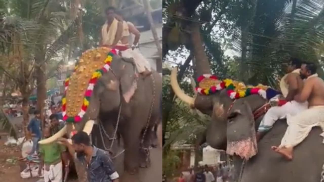 ഉത്സവത്തിനെത്തിയതാണ്, പക്ഷേ ചക്ക കണ്ടപ്പോള്‍ എല്ലാം മറന്നു; രസകരമായ വീഡിയോ