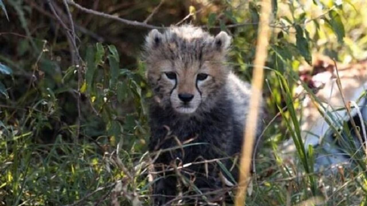 Centre forms high-level panel to review, monitor Cheetah translocation project to Kuno National Park