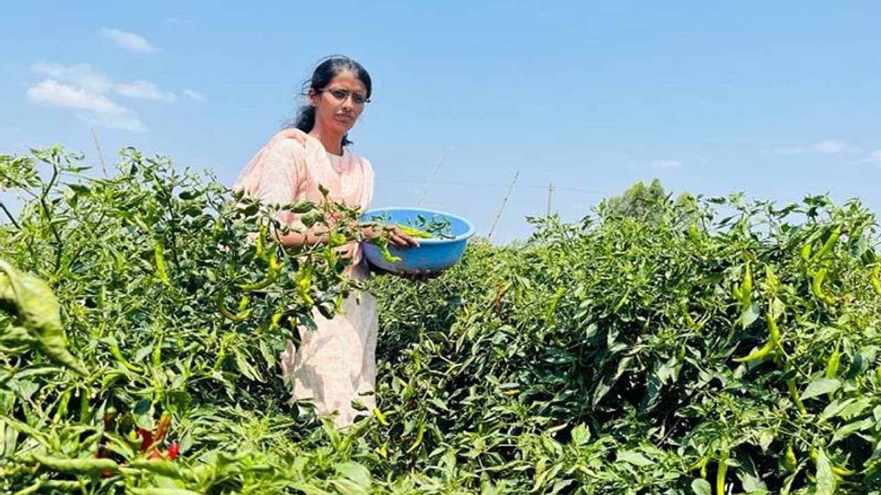 ಕೇವಲ 30 ಗುಂಟೆಯಲ್ಲಿ ಮೆಣಸಿಕಾಯಿ ಬೆಳೆದು ಲಕ್ಷ ಲಕ್ಷ ಲಾಭ: ಬೆಳಗಾವಿ ಕುವರಿಯ ಕೃಷಿ ಕ್ರಾಂತಿ..!