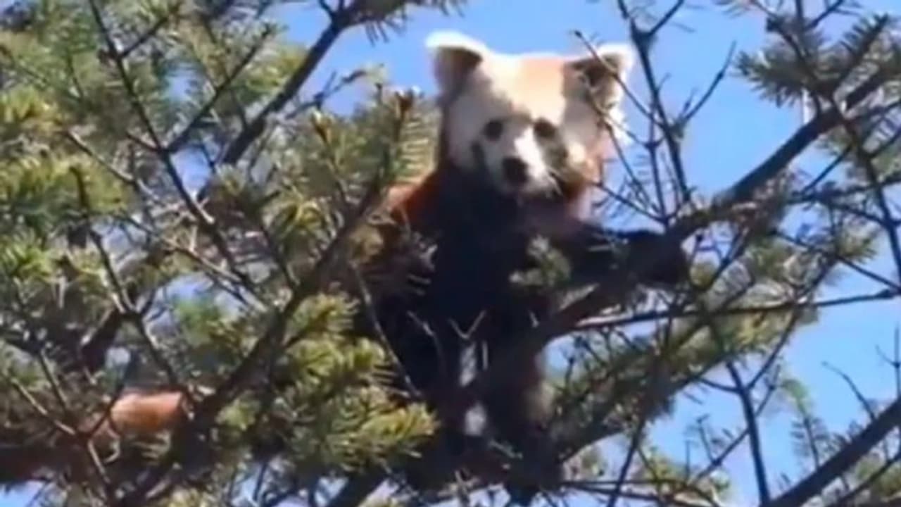 ഇക്കാണുന്ന ആളെ അറിയാമോ?; 'ക്യൂട്ട്' വീഡിയോ വൈറലാകുന്നു ഇക്കാണുന്ന ആളെ അറിയാമോ?; 'ക്യൂട്ട്' വീഡിയോ വൈറലാകുന്നു