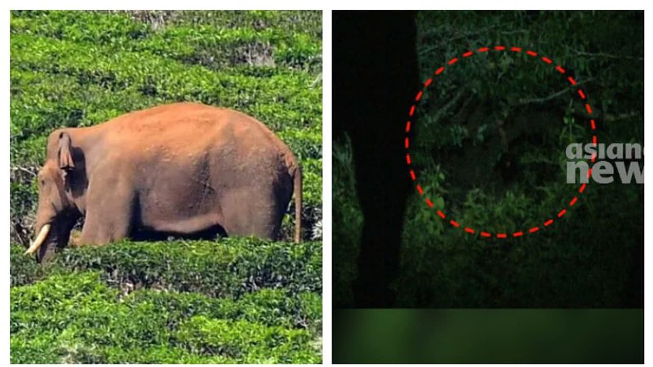 അരിക്കൊമ്പൻ ദേശീയപാത മുറിച്ചുകടന്നു, കുമളി മേഖലയിൽ കറക്കം; ചിന്നക്കനാലിൽ മടങ്ങിയെത്തുമോ? ആശങ്കയേറുന്നു അരിക്കൊമ്പൻ ദേശീയപാത മുറിച്ചുകടന്നു, കുമളി മേഖലയിൽ കറക്കം; ചിന്നക്കനാലിൽ മടങ്ങിയെത്തുമോ? ആശങ്കയേറുന്നു