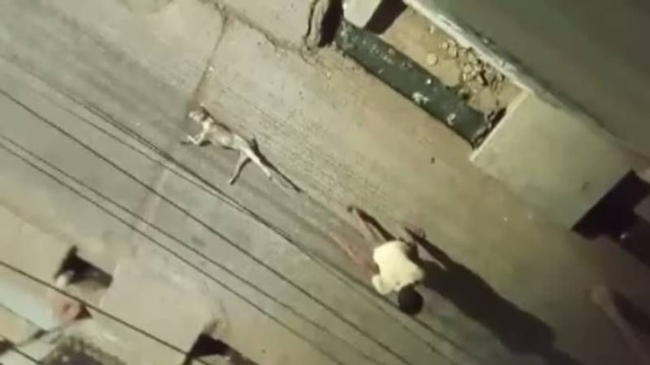 தெரு நாயை கொன்று, கயிற்றால் கட்டி, 100 மீட்டர் இழுத்துச் சென்ற கொடூர நபர்! அதிர்ச்சி சம்பவம்