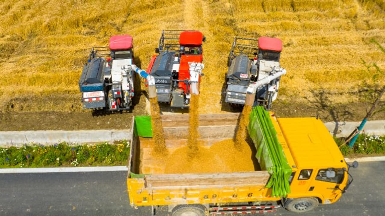 'ഈ വർഷവും കടൽ കടക്കാനാകില്ല'; ഗോതമ്പിന്റെ കയറ്റുമതി നിരോധനം തുടരും 'ഈ വർഷവും കടൽ കടക്കാനാകില്ല'; ഗോതമ്പിന്റെ കയറ്റുമതി നിരോധനം തുടരും