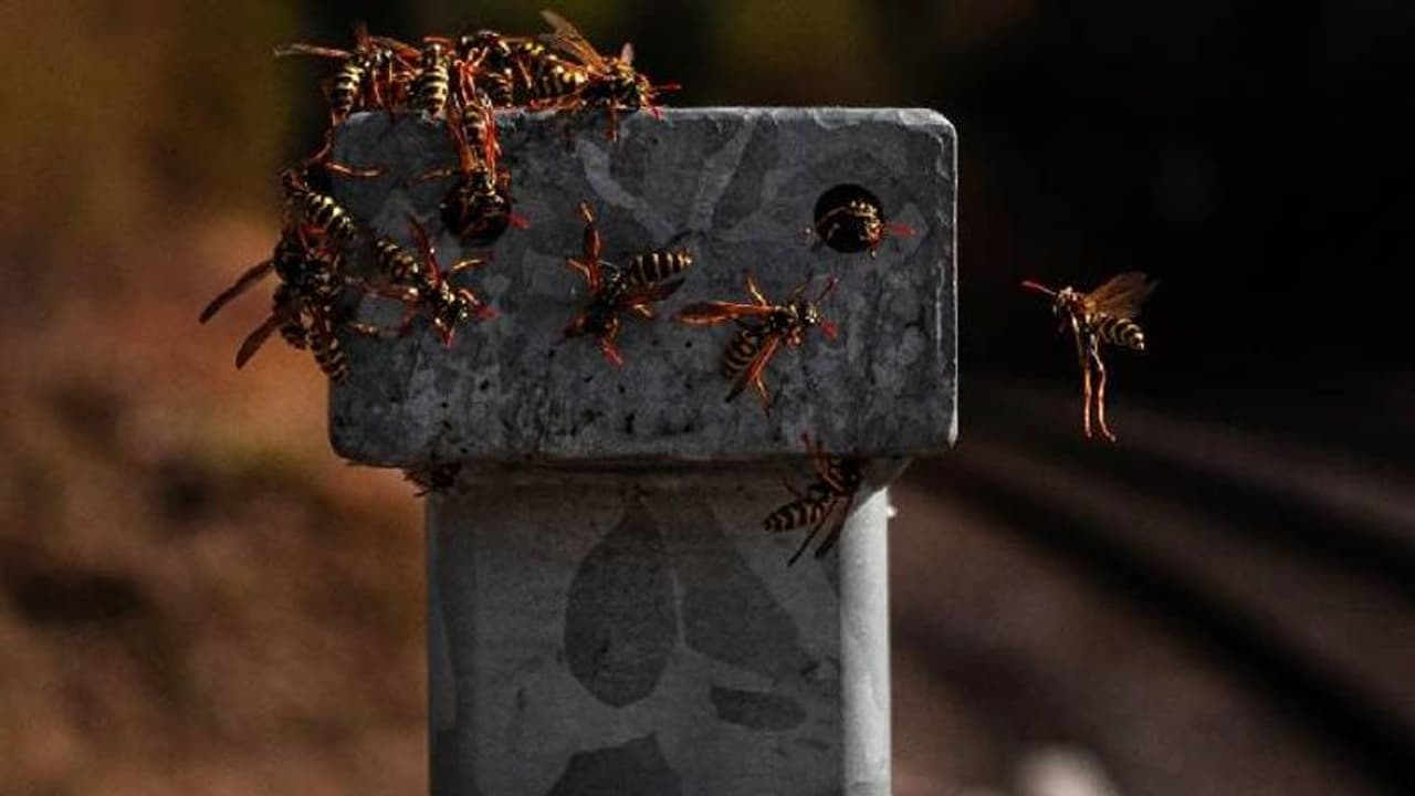 കൂട്ടത്തോടെത്തി കൊലയാളിതേനീച്ചകൾ, ആക്രമണത്തിൽ 60കാരനും വളർത്തുനായയ്ക്കും ഗുരുതര പരിക്ക്, 250 ലേറെ കുത്ത്