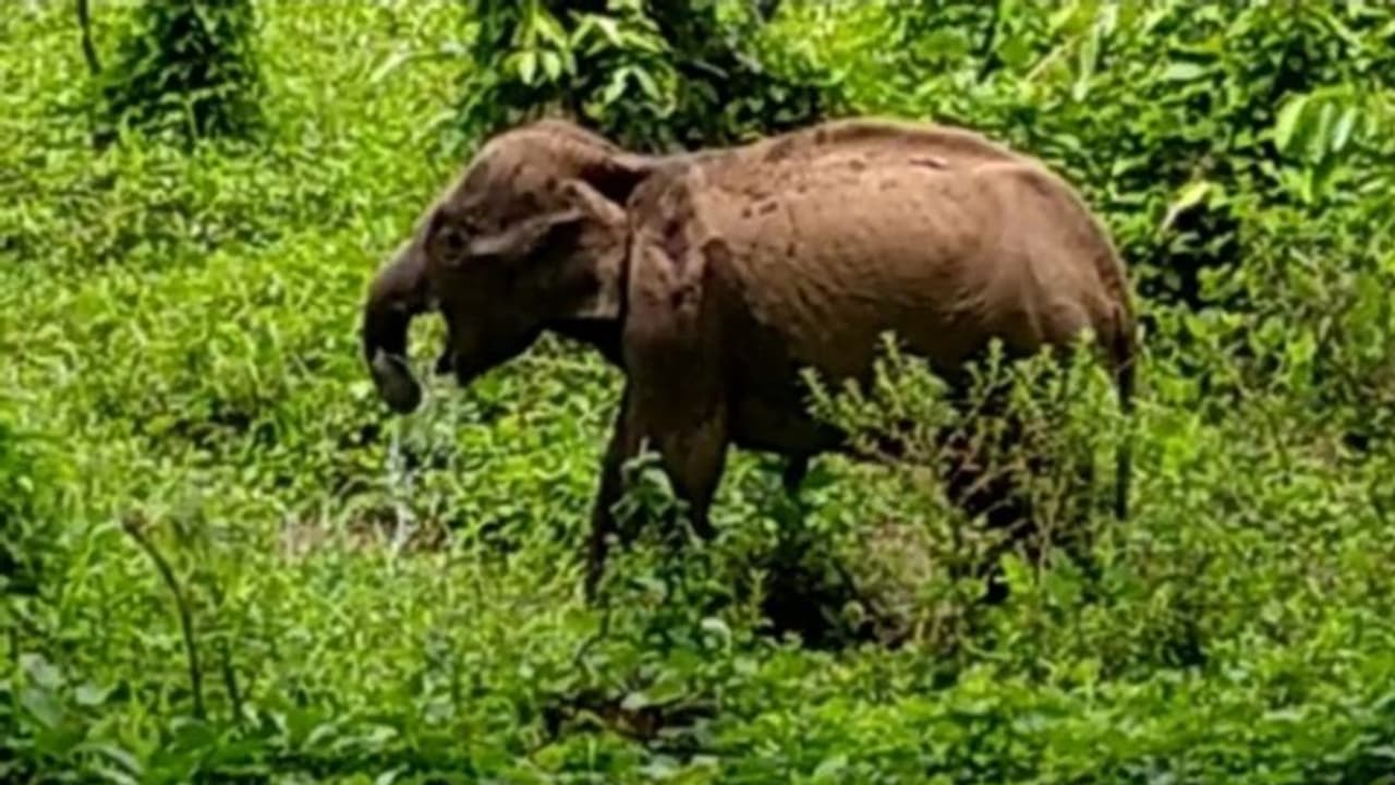 ആറളം ഫാമിൽ അലഞ്ഞുതിരിഞ്ഞ് അവശ നിലയിൽ ആനക്കുട്ടി