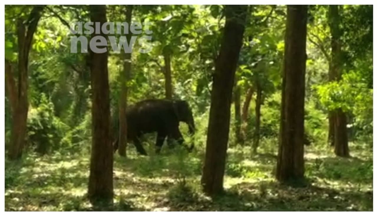 അരിക്കൊമ്പന്‍ ദൗത്യത്തിന് ചെലവായത് 80 ലക്ഷം; മാറ്റിയത് 2 മാസത്തെ ശ്രമത്തിനൊടുവില്‍, നാൾവഴികള്‍