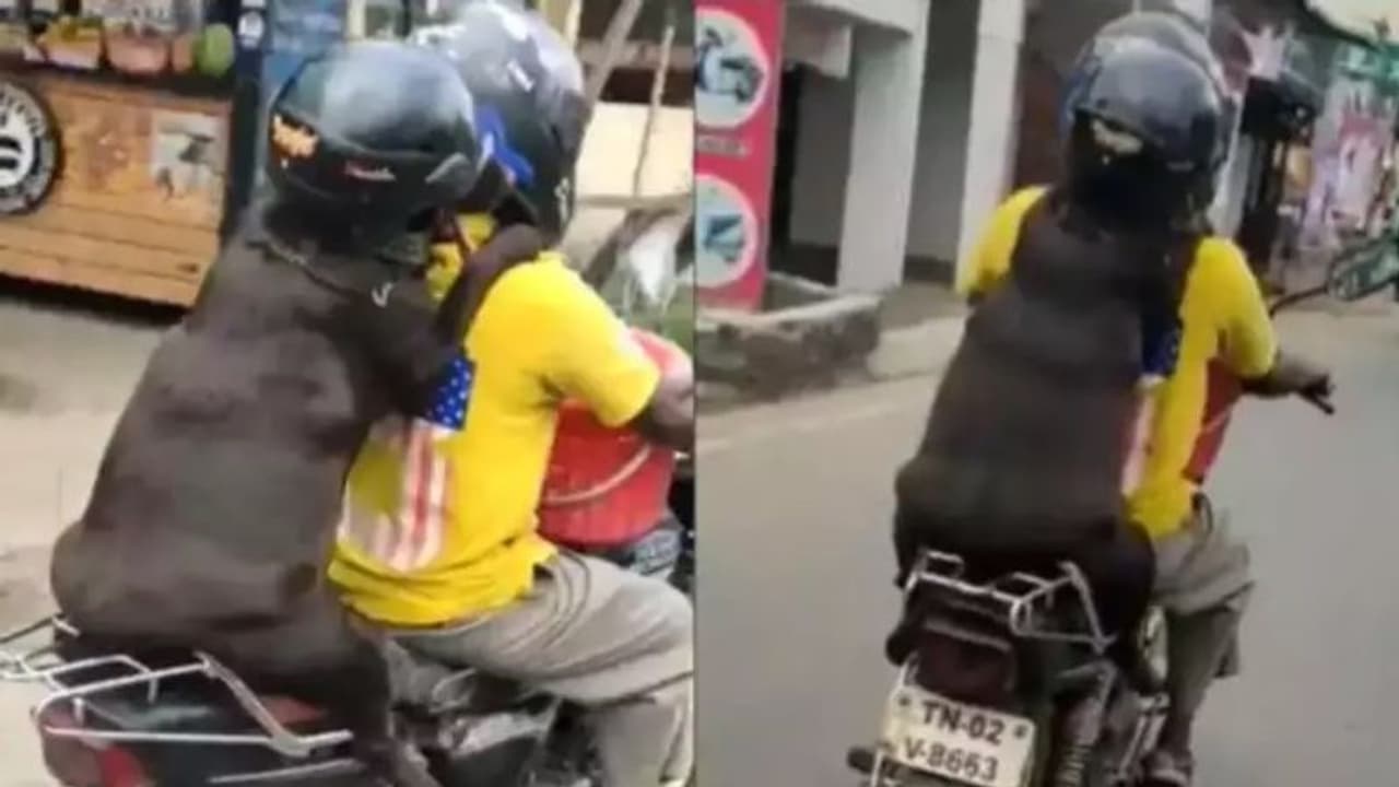 போக்குவரத்து விதிமுறையை பின்பற்றும் நாய்… இணையத்தில் வைரலாகும் வீடியோ!! போக்குவரத்து விதிமுறையை பின்பற்றும் நாய்… இணையத்தில் வைரலாகும் வீடியோ!!