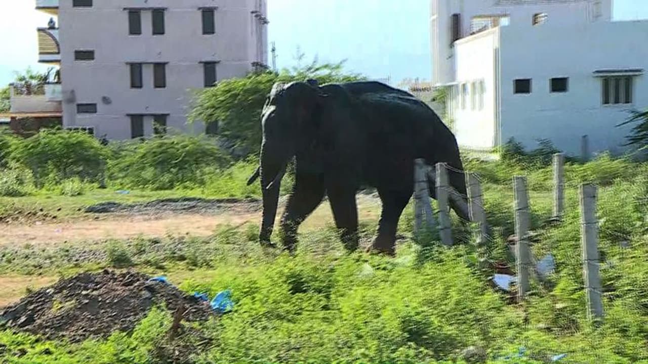 അരിക്കൊമ്പൻ കമ്പം ടൗണിൽ; പരിഭ്രാന്തരായി ജനം, നിരീക്ഷിച്ച് വനം വകുപ്പ് അരിക്കൊമ്പൻ കമ്പം ടൗണിൽ; പരിഭ്രാന്തരായി ജനം, നിരീക്ഷിച്ച് വനം വകുപ്പ്