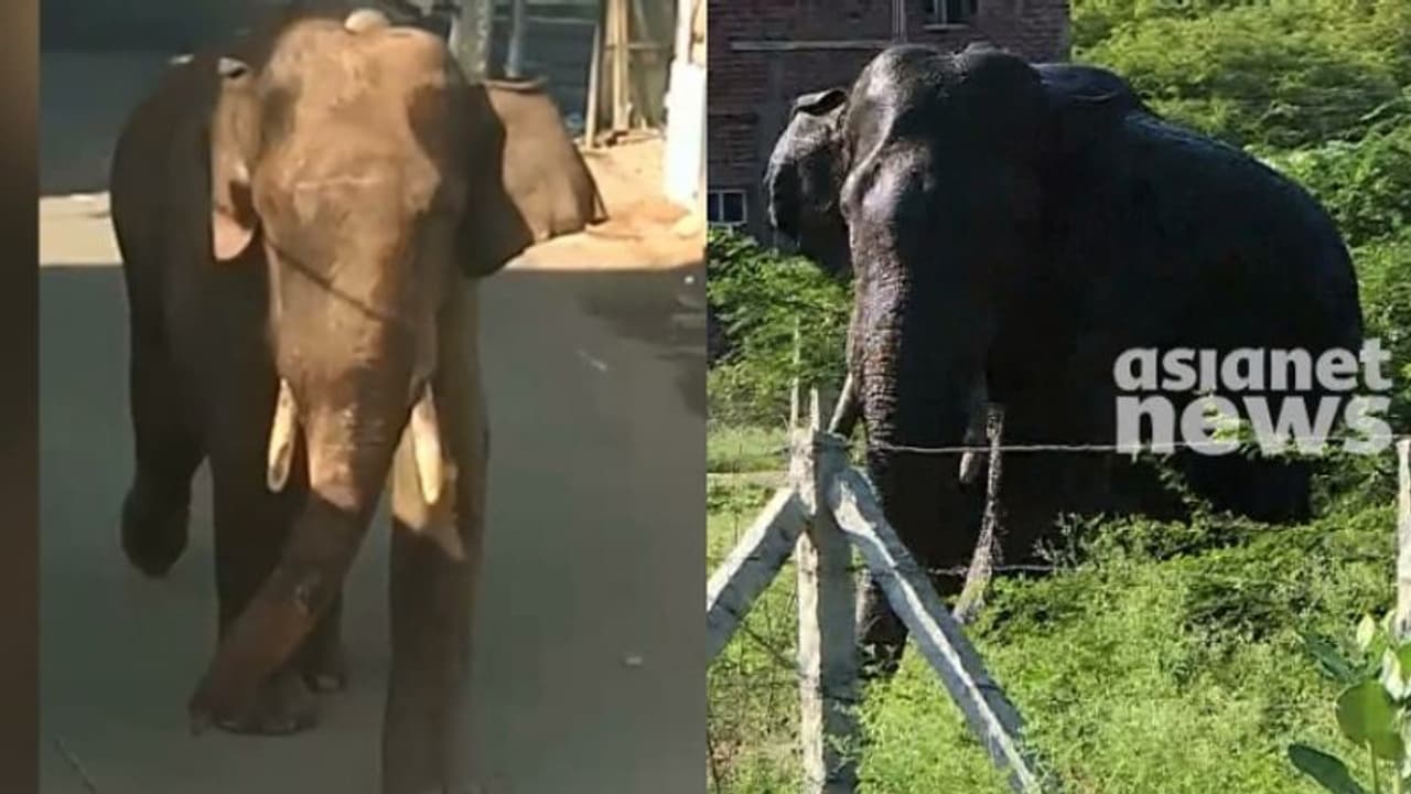 അരിക്കൊമ്പന്റെ തുമ്പിക്കൈയ്യിൽ മുറിവ്, മയക്കുവെടി വെച്ചേക്കും; സ്ഥിതി വിലയിരുത്താൻ മന്ത്രിയുടെ നിർദ്ദേശം