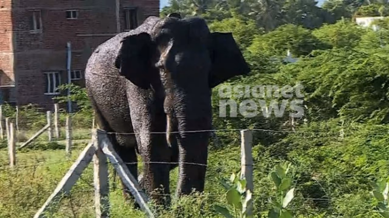 ഇടക്ക് കാട് കയറും, പിന്നേയും നദിക്കരയിലേക്ക്; അരികൊമ്പന്റെ ആരോഗ്യനില മെച്ചപ്പെട്ടു, ആന ഷണ്മുഖ നദിക്കരയിൽ തന്നെ