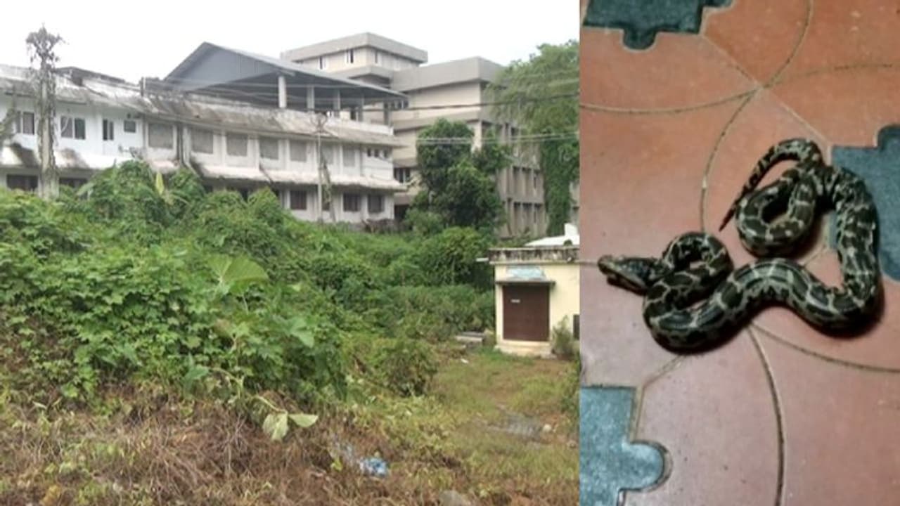 വാർഡിലേക്ക് ഇഴഞ്ഞെത്തി പെരുമ്പാമ്പ്, ഇഴജന്തുക്കളുടെ വിഹാരകേന്ദ്രമായി കാഞ്ഞിരപ്പള്ളി ജനറൽ ആശുപത്രി