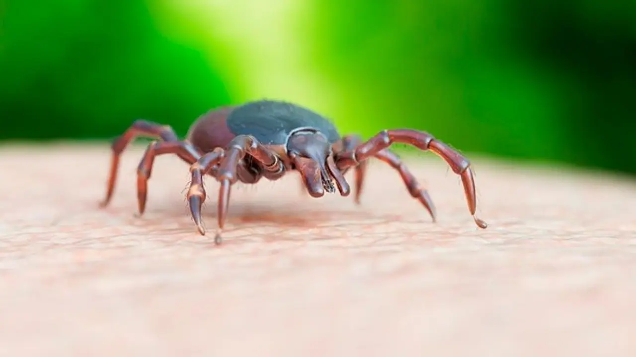 US records first death from Powassan virus: All you need to about tick borne disease