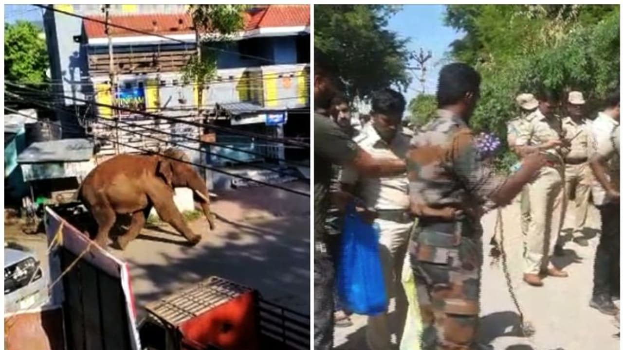 അരിക്കൊമ്പനെ മയക്കുവെടിവച്ച് പിടികൂടാനൊരുങ്ങി തമിഴ്നാട്; കുങ്കിയാനകളെ എത്തിക്കും അരിക്കൊമ്പനെ മയക്കുവെടിവച്ച് പിടികൂടാനൊരുങ്ങി തമിഴ്നാട്; കുങ്കിയാനകളെ എത്തിക്കും